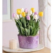 Pastel Petals Tulip Garden