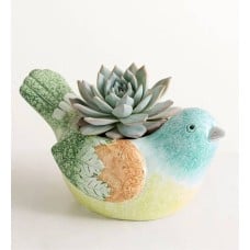 Garden Songbird Succulent