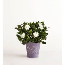 Fragrant Gardenia (Small)