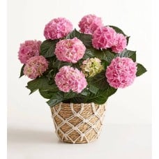 Blooming Pink Hydrangea