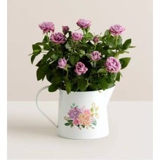 Lavender Blooming Rose (Lavender Blooming Rose)