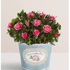 Pretty Pink Rose (Pretty Pink Rose 4'')
