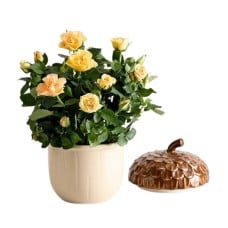 Autumn Acorn Rose