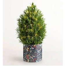 Rosemary & Bright Tree (Rosemary & Bright Tree)