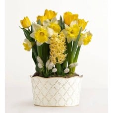 Daffodil Delight Bulb Garden