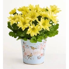 Hello Sunshine Mum (Hello Sunshine Mum)