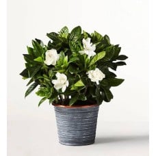 Gardenia Blooms (Shelf Size (small) with Slate Planter)