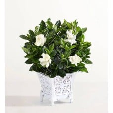 Grand Gardenia (Small)