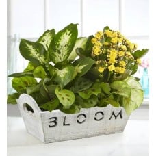 Bloom Dish Garden (Bloom)