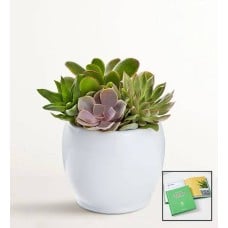 Succulent Garden