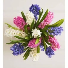 Fragrant Hyacinth Bouquet, 12 Stems (Bouquet Only)