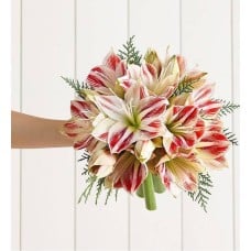 Peppermint Amaryllis Bouquet (Bouquet Only)
