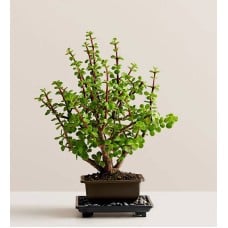 Dwarf Jade Bonsai (Small)