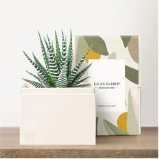 Lula's Garden - Petite Gardens (Bliss Garden)