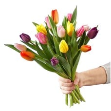 15 Stem Spring Breeze Multicolored Tulip Bouquet