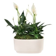 Serene White Peace Lily