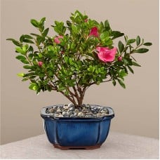 Blooming Azalea Bonsai (6 inch)