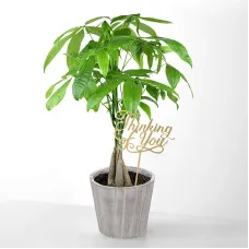 Thinking of you Money Tree