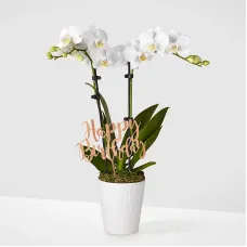 Birthday Bliss White Orchid