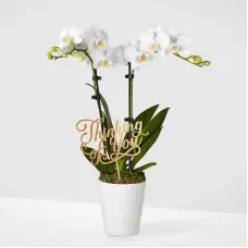 Thinking of you White Orchid
