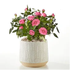 Young Love Pink Rose Plant