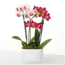Let Love Grow Mini Orchid Duo