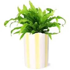Leafy Bird's Nest Fern