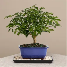 Indoor Hawaiian Umbrella Bonsai