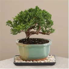 Juniper Bonsai Tree