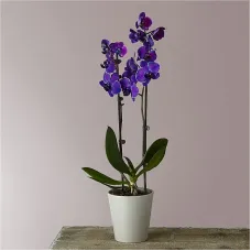 Masterful Watercolor Orchids