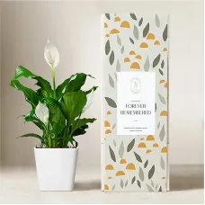 Lula's Garden Peace Lily Plant - Forever Remembered