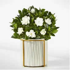 8" Fragrant Gardenia Plant