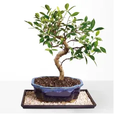 Golden Gate Ficus