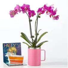 Birthday Bloom Orchid