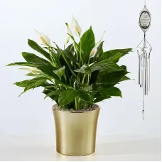 Comfort Bloom Peace Lily & Celebration of Life Wind Chime