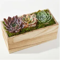 Pure Harmony Succulent Garden