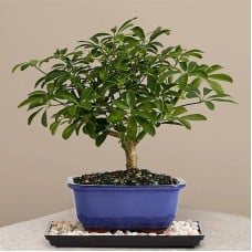 Indoor Hawaiian Umbrella Bonsai