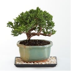 Juniper Bonsai Tree