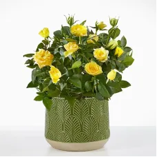 Sunshine Yellow Rose Plant