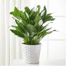A New Leaf Peace Lily
