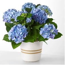 Beyond Blue Hydrangea
