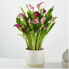 Purple Calla Lily Plant