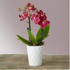 Mini Orchid