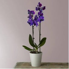 Masterful Watercolor Orchids