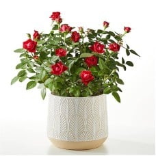 Cupid's Arrow Red Mini Rose Plant