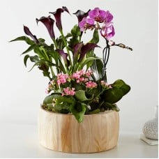 Sending A Garden Of Love