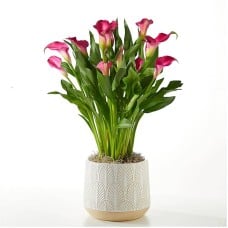 My Darling Pink Calla Lily Plant (Leaves Ceramic Container)