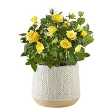 Yellow Mini Rose Plant