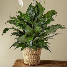 Peace Lily Plant