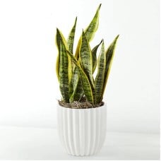 Snake Plant